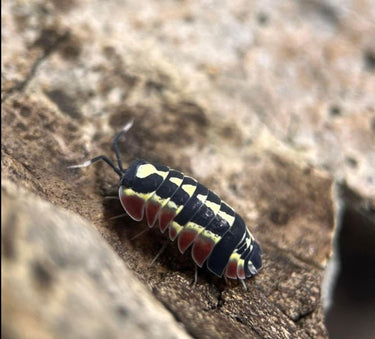 red diablo isopods